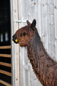 Trinity, Suristute, Show-Champion