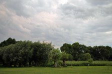 Wiesen