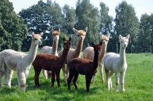 Neugierige Junghengste