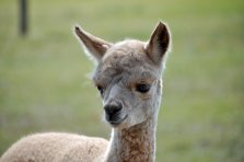 Sanftm&uuml;tige Fohlen