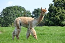 Marlon Huacayahengst / Verkauft!