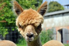 Cosimo Huacayahengst