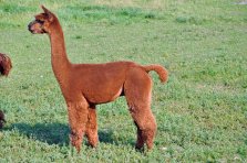 Andros Huacayahengst