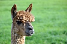 Sachmo Huacayahengst