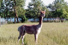 Marlon Huacayahengst