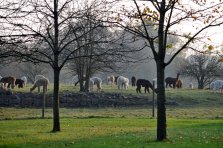 Stutenherde grasend im Herbst