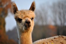 Melodia Huacayastute