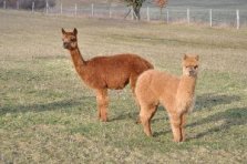 Perdita Huacayastute mit Fohlen