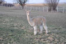 Amber Huacayastute / Verkauft!