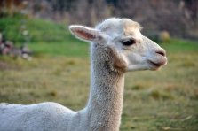 Cecilia Huacayastute / Verkauft!