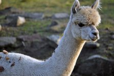 Delphine Huacayastute