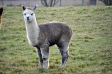 Ikarus Huacayahengst