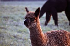 Orlando Huacayahengst