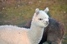 Asterios Huacayahengst