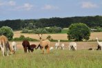 Alpakas auf den H&uuml;geln der Uckermark
