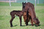 Mutter mit Cria, Divina und Diego